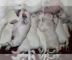 Small Photo #1 English Cream Golden Retriever Puppy For Sale in RINGGOLD, GA, USA