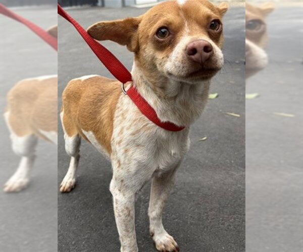 Medium Photo #1 Chihuahua-Unknown Mix Puppy For Sale in San Bernardino, CA, USA
