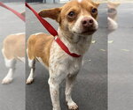 Small Chihuahua Mix