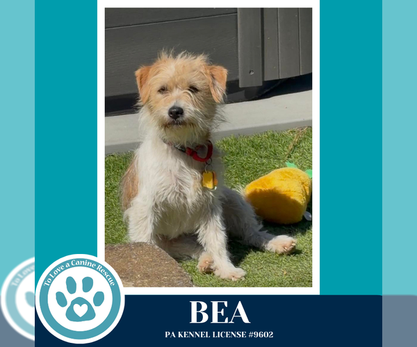 Medium Photo #2 Mutt Puppy For Sale in Kimberton, PA, USA