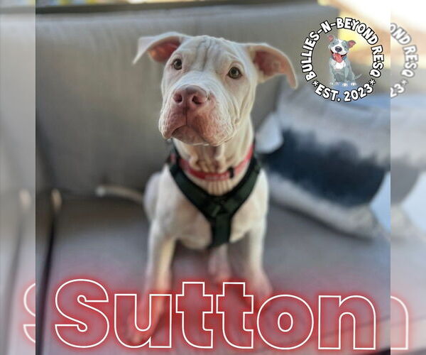 Medium Photo #23 Staffordshire Bull Terrier-Unknown Mix Puppy For Sale in Omaha, NE, USA