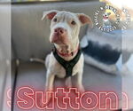 Small #22 Staffordshire Bull Terrier Mix