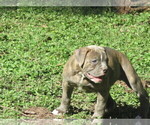Small Photo #2 American Bulldog Puppy For Sale in LULING, TX, USA