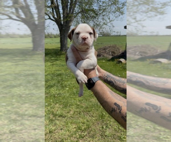 Medium Photo #1 Olde English Bulldogge Puppy For Sale in EVANS MILLS, NY, USA
