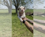 Puppy Puppy 1 Olde English Bulldogge