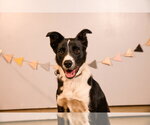 Small #3 Collie Mix