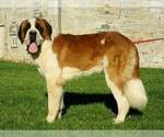 Small Photo #1 Saint Bernard Puppy For Sale in NEW HOLLAND, PA, USA