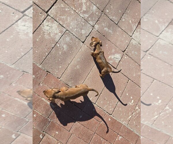 Medium Photo #6 Dachshund Puppy For Sale in PHOENIX, AZ, USA