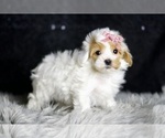 Small Photo #100 Maltipoo Puppy For Sale in WARSAW, IN, USA