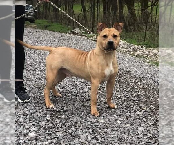Medium Photo #21 Mutt Puppy For Sale in Columbus, IN, USA