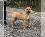 Small #20 Mutt