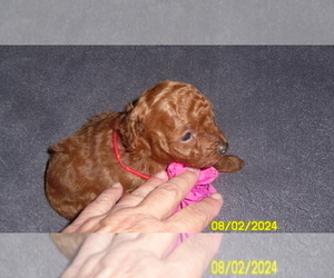 Poodle (Toy) Puppy for sale in DULUTH, GA, USA
