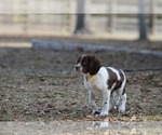 Small Photo #5 Brittany Puppy For Sale in HORTENSE, GA, USA