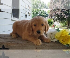 Golden Retriever Puppy for sale in FREDERICKSBG, OH, USA