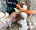 Small #4 Cavalier King Charles Spaniel