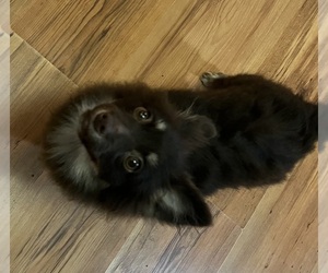 Pomsky Puppy for sale in AVOCA, MI, USA