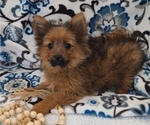 Small Photo #16 Yoranian Puppy For Sale in ELKTON, KY, USA
