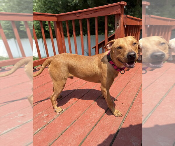 Medium Photo #12 Mutt Puppy For Sale in Boston, MA, USA