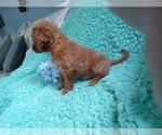 Small Photo #2 Cavalier King Charles Spaniel-Poodle (Toy) Mix Puppy For Sale in LAUREL, MS, USA