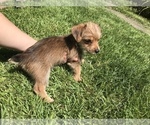 Small #9 Yorkshire Terrier