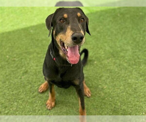 Medium Photo #1 Doberman Pinscher Puppy For Sale in Ojai, CA, USA