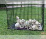 Small Photo #3 Labrador Retriever Puppy For Sale in CURTIS, NE, USA