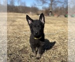 Small #1 German Shepherd Dog
