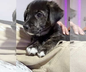 Cardigan Welsh Corgi-Golden Retriever Mix Puppy for sale in LEBANON, TN, USA