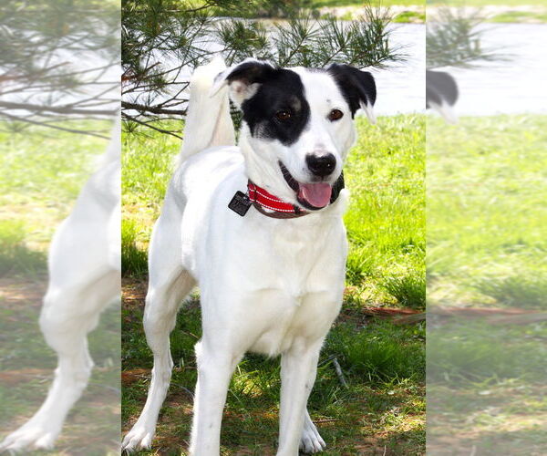 Medium Photo #6 Borador Puppy For Sale in Evansville, IN, USA