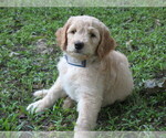 Small Photo #7 Goldendoodle Puppy For Sale in BROOKSVILLE, FL, USA
