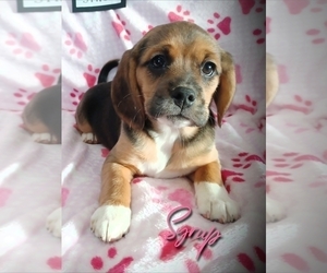 Medium Puggle