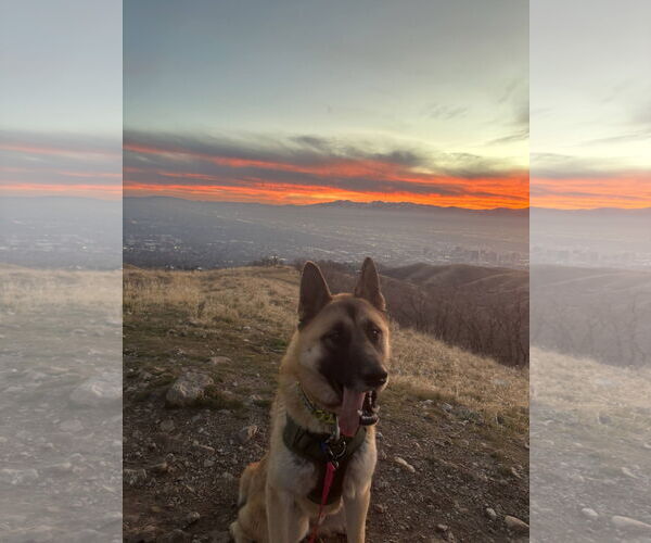 Medium Photo #2 Akita Puppy For Sale in MIDWAY, UT, USA