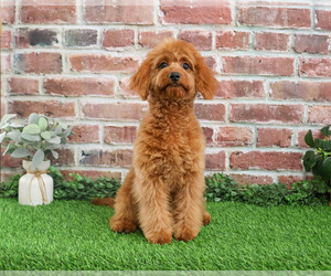Cavapoo (Miniature) Puppy for sale in SYRACUSE, IN, USA