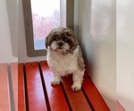 Small Photo #1 Shorkie Tzu Puppy For Sale in MOUNT PLEASANT, MI, USA