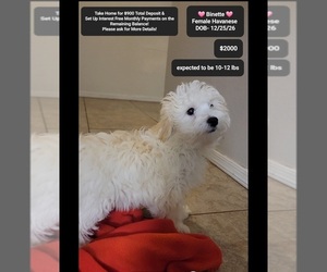 Havanese Puppy for sale in TUCSON, AZ, USA