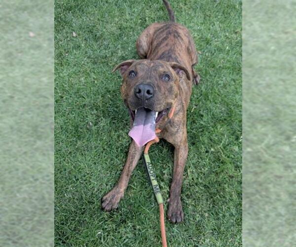 Medium Photo #3 Mutt Puppy For Sale in Redlands, CA, USA