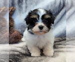Small #1 Havanese