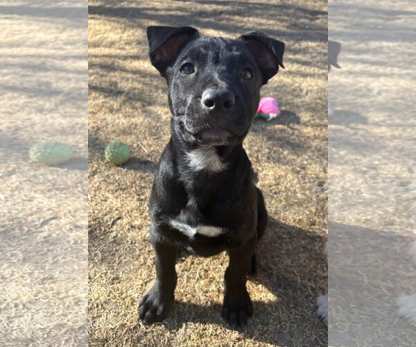 Medium Photo #10 Labrador Retriever-Unknown Mix Puppy For Sale in Aurora, CO, USA
