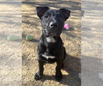 Small #9 Labrador Retriever Mix