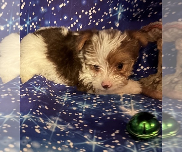 Medium Photo #2 Yorkshire Terrier Puppy For Sale in CAULFIELD, MO, USA
