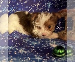 Small #1 Yorkshire Terrier