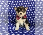 Small Photo #1 Pomsky Puppy For Sale in EPHRATA, PA, USA