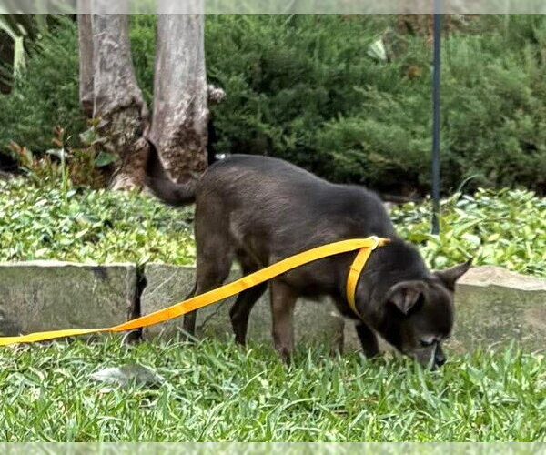 Medium Photo #5 Chihuahua Puppy For Sale in Boonton, NJ, USA