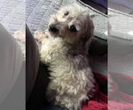 Small #3 Havanese