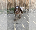 Small Photo #3 Wirehaired Pointing Griffon Puppy For Sale in SACRAMENTO, CA, USA