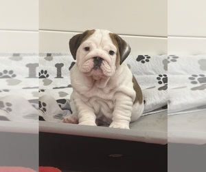 English Bulldog Puppy for sale in DALEVILLE, AL, USA