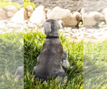 Small Photo #11 Schnauzer (Miniature) Puppy For Sale in MILLERSBURG, IN, USA