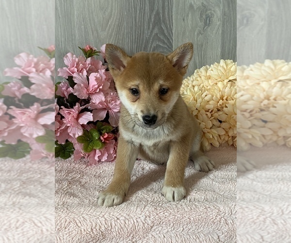 Medium Photo #4 Shiba Inu Puppy For Sale in CANOGA, NY, USA