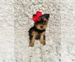 Small #2 Yorkshire Terrier