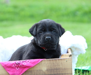 Labrador Retriever Litter for sale in HYDE PARK, VT, USA
